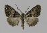  ( - BC EF Lep 00908)  @13 [ ] Copyright (2010) Unspecified Research Collection of Egbert Friedrich