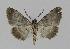  ( - BC EF Lep 00908)  @13 [ ] Copyright (2010) Unspecified Research Collection of Egbert Friedrich