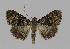  ( - BC EF Lep 00909)  @14 [ ] Copyright (2010) Unspecified Research Collection of Egbert Friedrich