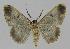  ( - BC EF Lep 00911)  @13 [ ] Copyright (2010) Unspecified Research Collection of Egbert Friedrich