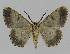  ( - BC EF Lep 00921)  @13 [ ] Copyright (2010) Unspecified Research Collection of Egbert Friedrich