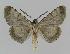  ( - BC EF Lep 00924)  @12 [ ] Copyright (2010) Unspecified Research Collection of Egbert Friedrich