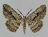  ( - BC EF Lep 00928)  @14 [ ] Copyright (2010) Unspecified Research Collection of Egbert Friedrich