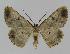 ( - BC EF Lep 00928)  @13 [ ] Copyright (2010) Unspecified Research Collection of Egbert Friedrich