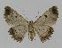  ( - BC EF Lep 00929)  @13 [ ] Copyright (2010) Unspecified Research Collection of Egbert Friedrich