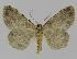  ( - BC EF Lep 00930)  @14 [ ] Copyright (2010) Unspecified Research Collection of Egbert Friedrich