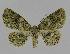  ( - BC EF Lep 00932)  @14 [ ] Copyright (2010) Unspecified Research Collection of Egbert Friedrich