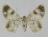  ( - BC EF Lep 00934)  @12 [ ] Copyright (2010) Unspecified Research Collection of Egbert Friedrich