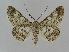  ( - BC EF Lep 00950)  @14 [ ] Copyright (2010) Unspecified Research Collection of Egbert Friedrich