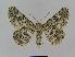  ( - BC EF Lep 00951)  @14 [ ] Copyright (2010) Unspecified Research Collection of Egbert Friedrich