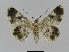  ( - BC EF Lep 00951)  @13 [ ] Copyright (2010) Unspecified Research Collection of Egbert Friedrich