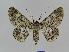  ( - BC EF Lep 00952)  @14 [ ] Copyright (2010) Unspecified Research Collection of Egbert Friedrich