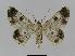  ( - BC EF Lep 00952)  @13 [ ] Copyright (2010) Unspecified Research Collection of Egbert Friedrich