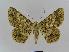  ( - BC EF Lep 00953)  @13 [ ] Copyright (2010) Unspecified Research Collection of Egbert Friedrich
