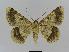  ( - BC EF Lep 00953)  @13 [ ] Copyright (2010) Unspecified Research Collection of Egbert Friedrich