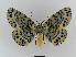  ( - BC EF Lep 00961)  @15 [ ] Copyright (2010) Unspecified Research Collection of Egbert Friedrich