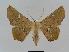  ( - BC EF Lep 00970)  @14 [ ] Copyright (2010) Unspecified Research Collection of Egbert Friedrich