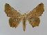  ( - BC EF Lep 00971)  @14 [ ] Copyright (2010) Unspecified Research Collection of Egbert Friedrich