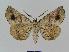  ( - BC EF Lep 00984)  @13 [ ] Copyright (2010) Unspecified Research Collection of Egbert Friedrich