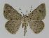  ( - BC EF Lep 00990)  @14 [ ] Copyright (2010) Unspecified Research Collection of Egbert Friedrich