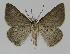  ( - BC EF Lep 00990)  @14 [ ] Copyright (2010) Unspecified Research Collection of Egbert Friedrich