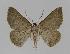  ( - BC EF Lep 00991)  @12 [ ] Copyright (2010) Unspecified Research Collection of Egbert Friedrich