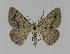  ( - BC EF Lep 00992)  @14 [ ] Copyright (2010) Unspecified Research Collection of Egbert Friedrich