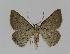 ( - BC EF Lep 00992)  @12 [ ] Copyright (2010) Unspecified Research Collection of Egbert Friedrich