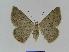  ( - BC EF Lep 00994)  @13 [ ] Copyright (2010) Unspecified Research Collection of Egbert Friedrich