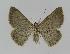 ( - BC EF Lep 00994)  @12 [ ] Copyright (2010) Unspecified Research Collection of Egbert Friedrich