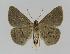  ( - BC EF Lep 00997)  @14 [ ] Copyright (2010) Unspecified Research Collection of Egbert Friedrich