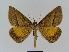  ( - BC EF Lep 00999)  @14 [ ] Copyright (2010) Unspecified Research Collection of Egbert Friedrich