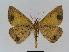  ( - BC EF Lep 00999)  @13 [ ] Copyright (2010) Unspecified Research Collection of Egbert Friedrich