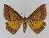  ( - BC EF Lep 01001)  @13 [ ] Copyright (2010) Unspecified Research Collection of Egbert Friedrich