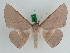  (Sarcinodes lilacina - BC ZFMK Lep 00339)  @14 [ ] Copyright (2010) Unspecified Zoologisches Forschungsmuseum Alexander Koenig, Bonn