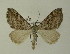  (Aplocera efformata - BC ZSM Lep 01560)  @15 [ ] CreativeCommons - Attribution Non-Commercial Share-Alike (2010) Unspecified SNSB, Zoologische Staatssammlung Muenchen