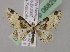  (Eupithecia extremata - BC ZSM Lep 06829)  @14 [ ] Copyright (2010) Unspecified SNSB, Zoologische Staatssammlung Muenchen