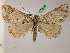  (Ischnopteris AH03Pe - BC ZSM Lep 07248)  @13 [ ] CreativeCommons - Attribution Non-Commercial Share-Alike (2010) Unspecified SNSB, Zoologische Staatssammlung Muenchen