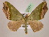  ( - BC ZSM Lep 07271)  @11 [ ] CreativeCommons - Attribution Non-Commercial Share-Alike (2010) Unspecified SNSB, Zoologische Staatssammlung Muenchen