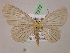  (Carpella AH01Pe - BC ZSM Lep 07272)  @13 [ ] CreativeCommons - Attribution Non-Commercial Share-Alike (2010) Unspecified SNSB, Zoologische Staatssammlung Muenchen