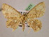  (Cyclophora AH04Pe - BC ZSM Lep 07275)  @13 [ ] CreativeCommons - Attribution Non-Commercial Share-Alike (2010) Unspecified SNSB, Zoologische Staatssammlung Muenchen