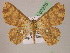  (Cyclophora AH05Pe - BC ZSM Lep 07276)  @14 [ ] CreativeCommons - Attribution Non-Commercial Share-Alike (2010) Unspecified SNSB, Zoologische Staatssammlung Muenchen