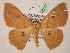  (Cyclophora AH01Pe - BC ZSM Lep 07277)  @15 [ ] CreativeCommons - Attribution Non-Commercial Share-Alike (2010) Unspecified SNSB, Zoologische Staatssammlung Muenchen