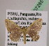  (Leptostales tremulariaAH01Pe - BC ZSM Lep 07285)  @13 [ ] CreativeCommons - Attribution Non-Commercial Share-Alike (2010) Unspecified SNSB, Zoologische Staatssammlung Muenchen