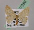  ( - BC ZSM Lep 07286)  @13 [ ] CreativeCommons - Attribution Non-Commercial Share-Alike (2010) Unspecified SNSB, Zoologische Staatssammlung Muenchen