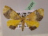  (Prasinochrysa polydora - BC ZSM Lep 07296)  @11 [ ] CreativeCommons - Attribution Non-Commercial Share-Alike (2010) Unspecified SNSB, Zoologische Staatssammlung Muenchen