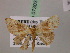  (Cyclophora AH08Pe - BC ZSM Lep 07303)  @13 [ ] CreativeCommons - Attribution Non-Commercial Share-Alike (2010) Unspecified SNSB, Zoologische Staatssammlung Muenchen