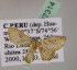  (Leptostales AH04Pe - BC ZSM Lep 07314)  @13 [ ] CreativeCommons - Attribution Non-Commercial Share-Alike (2010) Unspecified SNSB, Zoologische Staatssammlung Muenchen