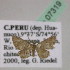  ( - BC ZSM Lep 07319)  @13 [ ] CreativeCommons - Attribution Non-Commercial Share-Alike (2010) Unspecified SNSB, Zoologische Staatssammlung Muenchen