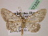  ( - BC ZSM Lep 07332)  @12 [ ] CreativeCommons - Attribution Non-Commercial Share-Alike (2010) Unspecified SNSB, Zoologische Staatssammlung Muenchen